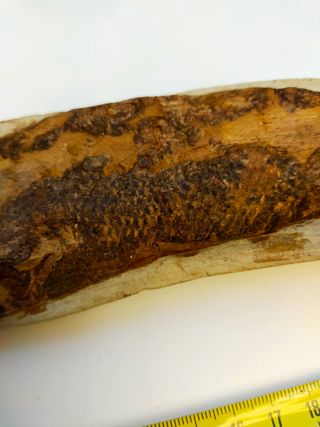 Rhacolepis buccalis fósil