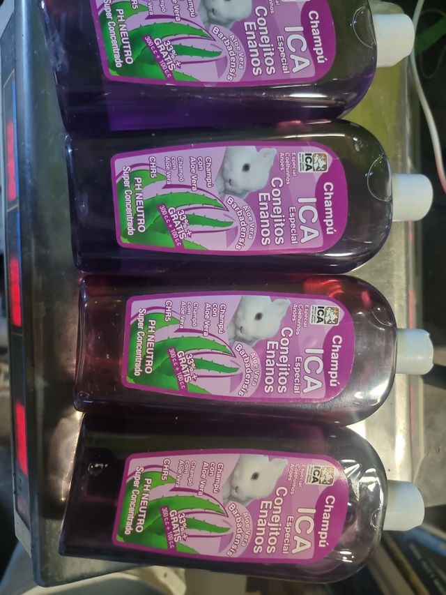 Champu conejitos enanos