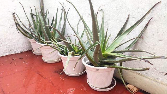 Aloe Vera