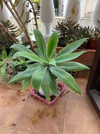 Suculenta , planta agave