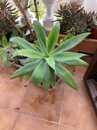 Suculenta , planta agave