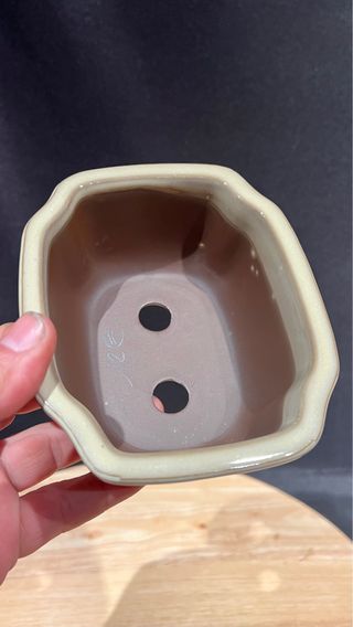 MACETA BONSAI MAME /SHOIN FLOR JAPONESA BLANCA