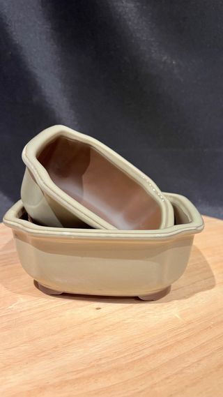 MACETA BONSAI MAME /SHOIN FLOR JAPONESA BLANCA