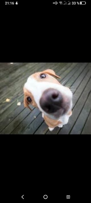 educador/adiestrador canino titulado