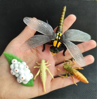 🍀 Figuras animales ciclo vida libelula Montessori