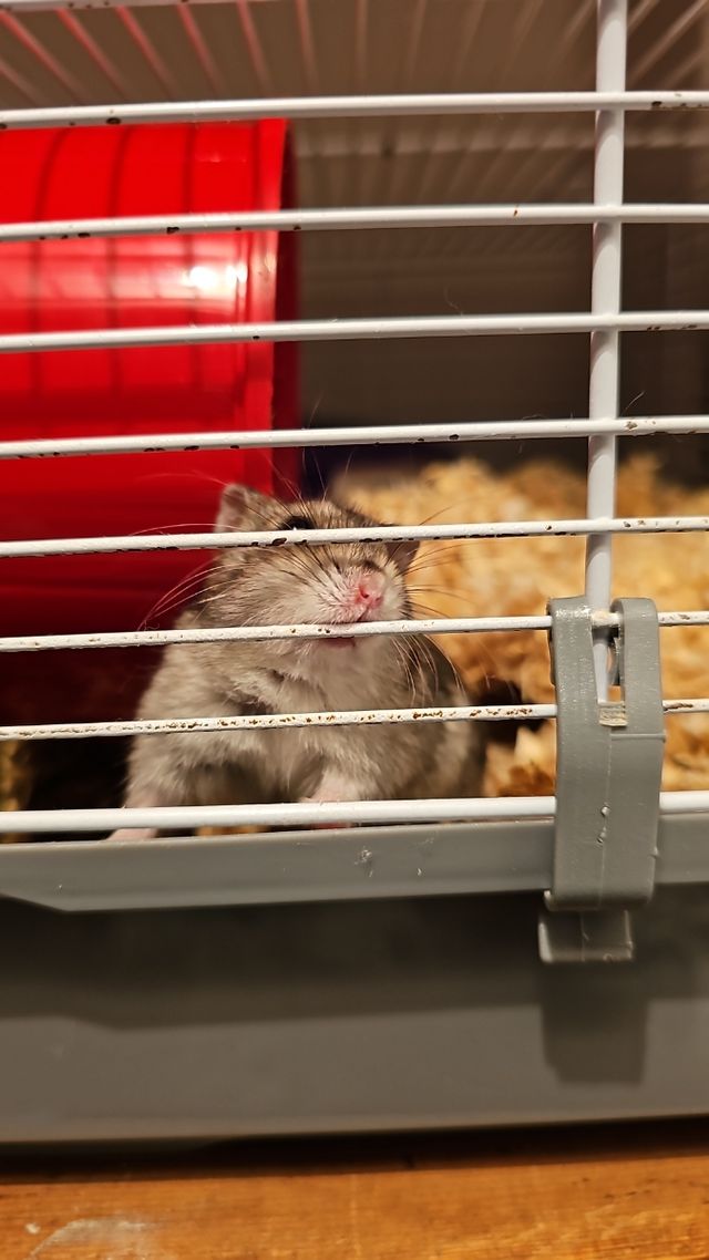 Vendo gaiola para hamester