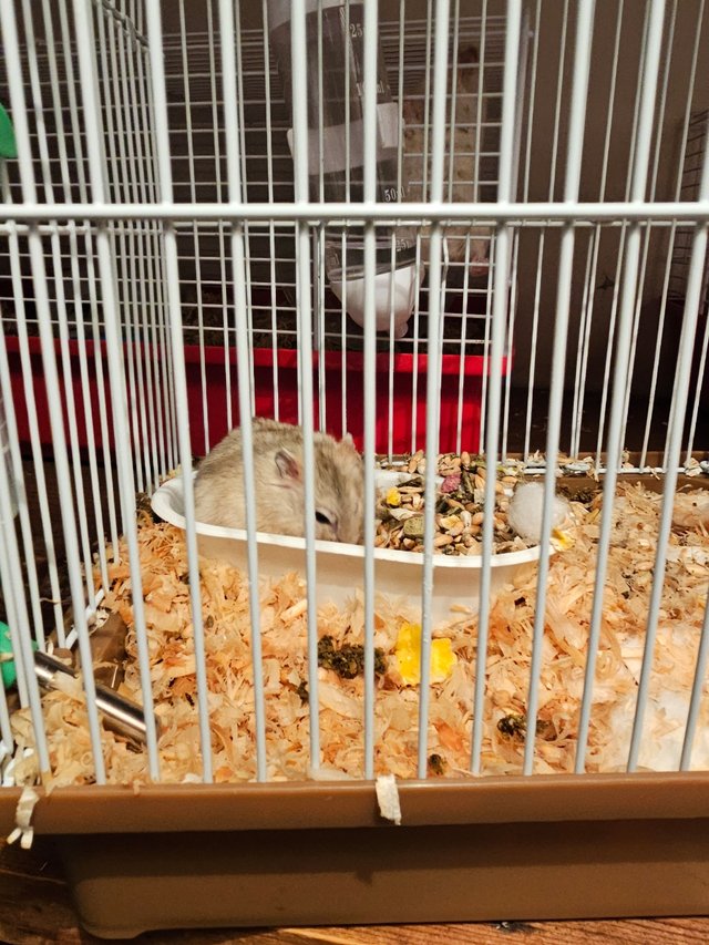Vendo gaiola para hamester