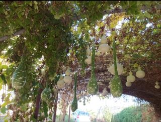 20 semillas de calabaza de peregrino