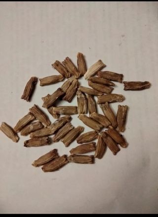 20 semillas de calabaza de peregrino