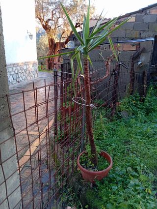 Tronchetto della felicità 