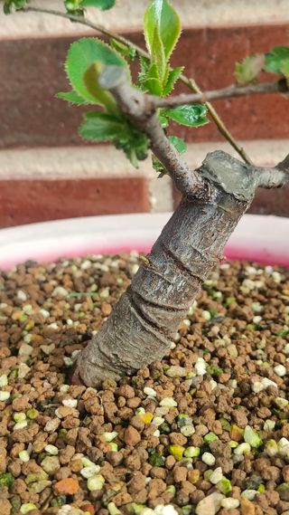 REBAJA Bonsai Pseudocydonia Chinensis