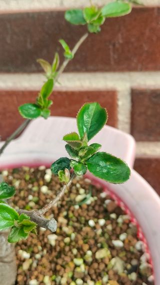 REBAJA Bonsai Pseudocydonia Chinensis