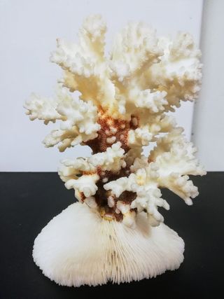Minerales & Fósiles. 
