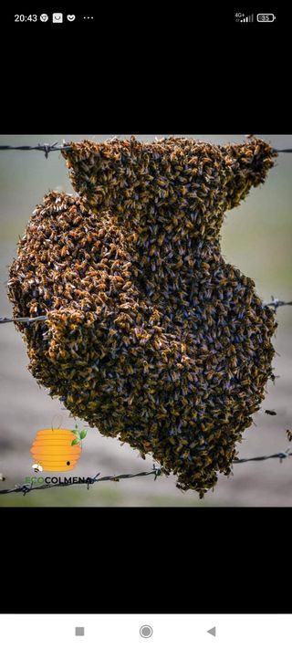 Abejas, apicultor ( enjambres abejas)