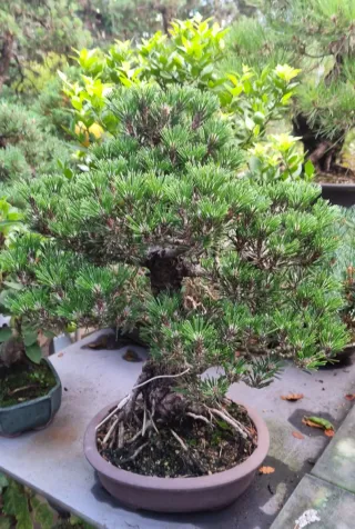 Bonsais pinos japoneses desde 150€