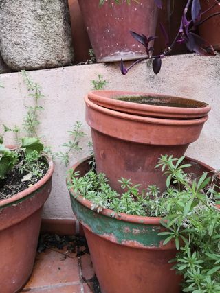 Macetas
