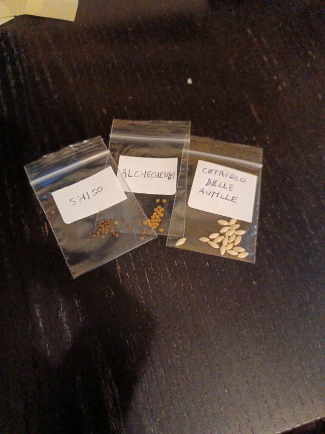 Mix semi! (Maxixe, alchechengi, Shiso)