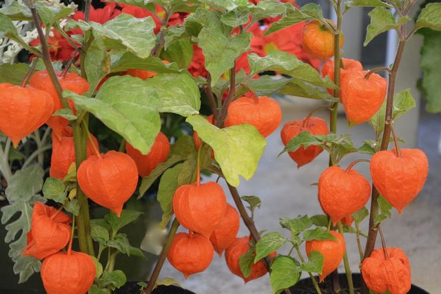 Mix semi! (Maxixe, alchechengi, Shiso)