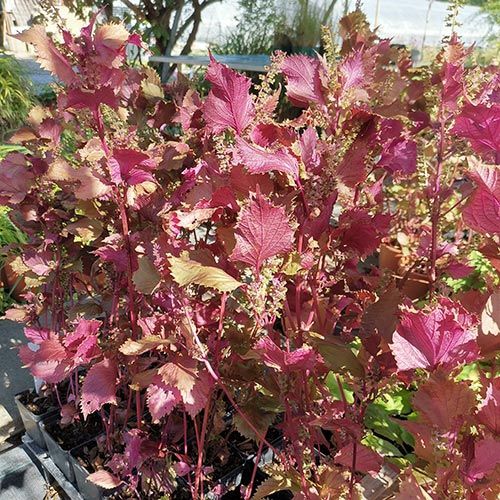 Mix semi! (Maxixe, alchechengi, Shiso)