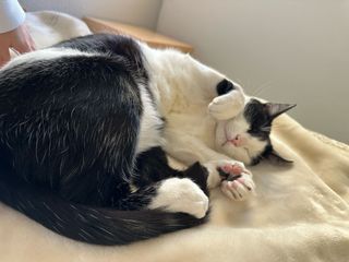 Guardería de mascotas, Zaragoza