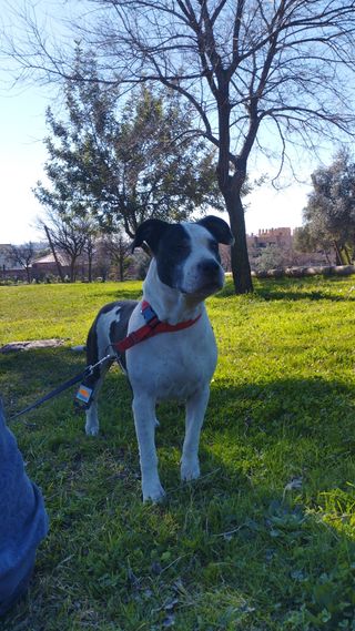 Guardería de mascotas, Zaragoza