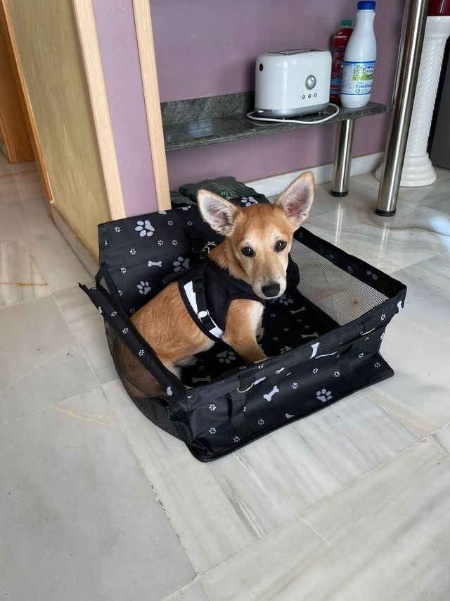 Arnés perro pequeño NUEVO. Tallas S y M.