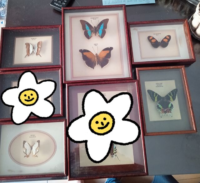 2 mariposas reales de Perú y Brasil 