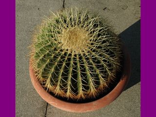 Pianta grassa, Echinocactus grisoni