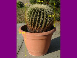 Pianta grassa, Echinocactus grisoni