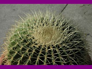 Pianta grassa, Echinocactus grisoni