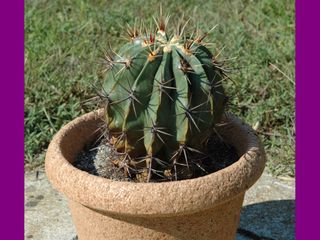 Pianta grassa, Echinocactus grisoni