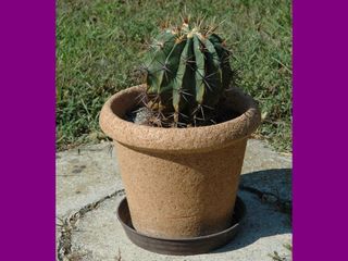 Pianta grassa, Echinocactus grisoni