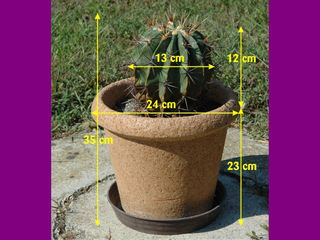 Pianta grassa, Echinocactus grisoni