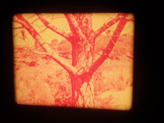 EL TELESCOPIO–LAS GYMNOSPERMAS -SUPER 8MM