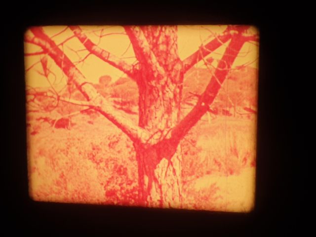 EL TELESCOPIO–LAS GYMNOSPERMAS -SUPER 8MM