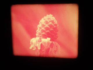 EL TELESCOPIO–LAS GYMNOSPERMAS -SUPER 8MM
