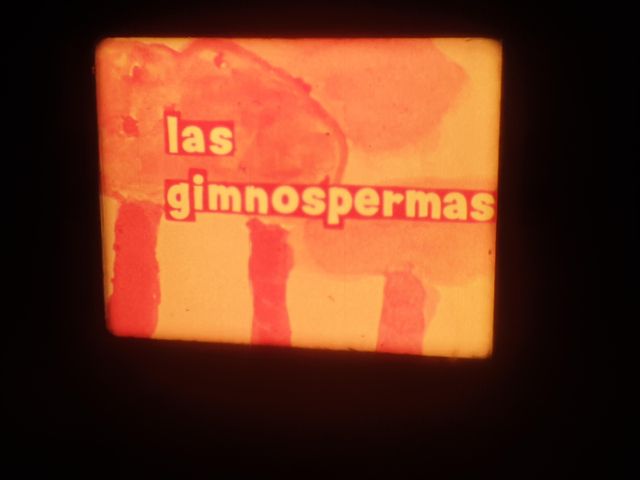 EL TELESCOPIO–LAS GYMNOSPERMAS -SUPER 8MM