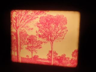 EL TELESCOPIO–LAS GYMNOSPERMAS -SUPER 8MM