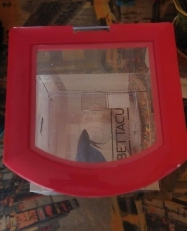 Bettera,acuario y regalo comida betta