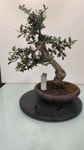 Bonsai olivo acebuche