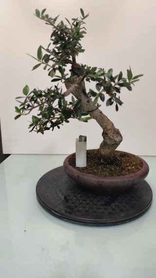 Bonsai olivo acebuche