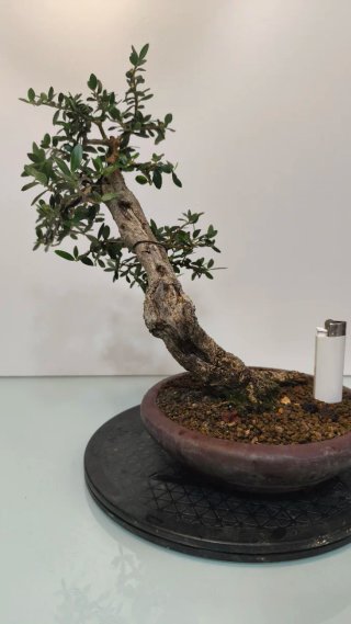 Bonsai olivo acebuche