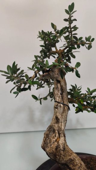 Bonsai olivo acebuche