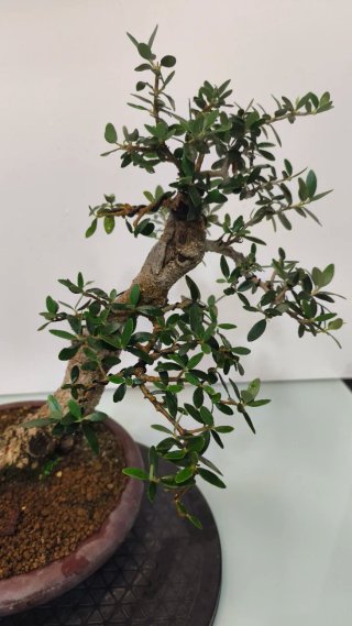 Bonsai olivo acebuche