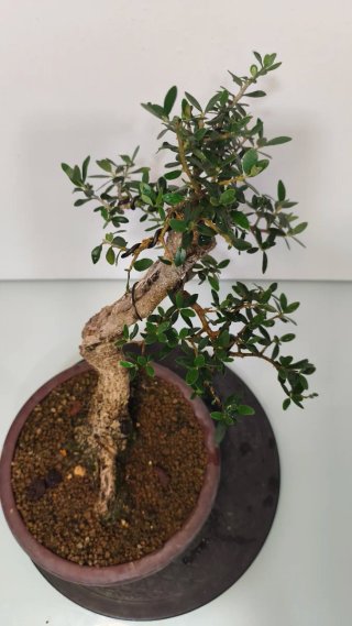 Bonsai olivo acebuche