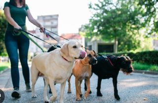 Paseo perros