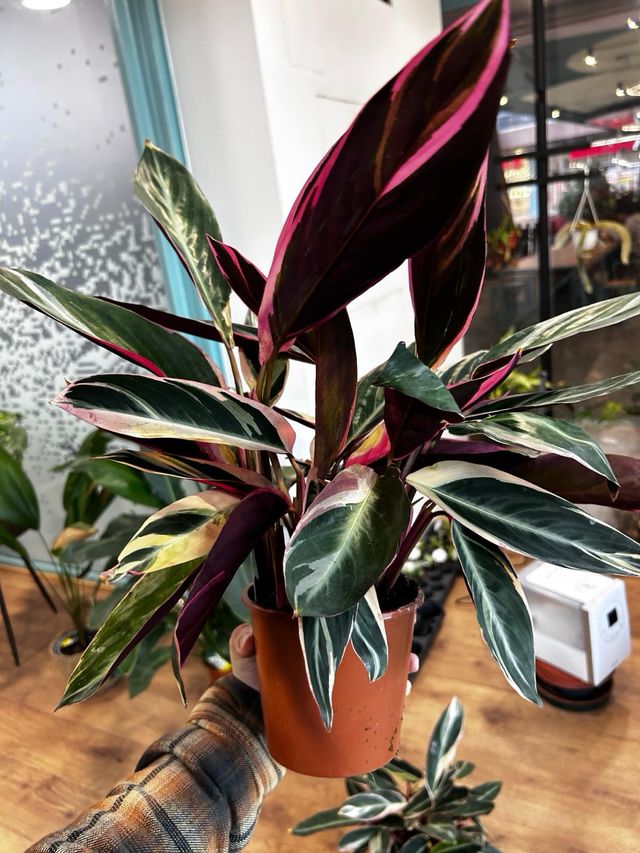 Calathea Triostar