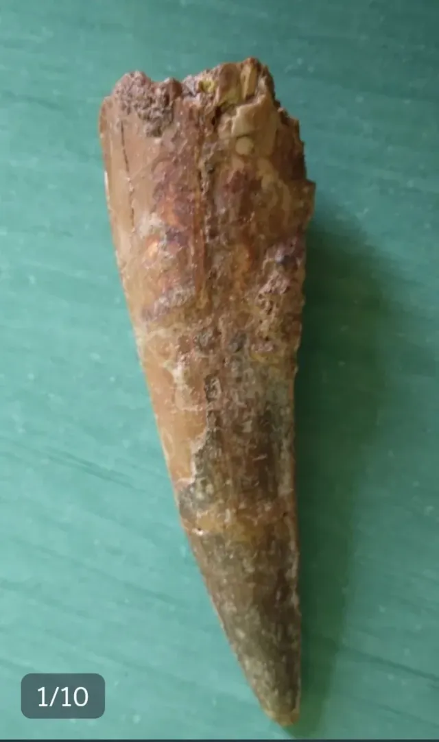 Gran Fósiles Tiranosaurio Rex Dinosaurio Certifica