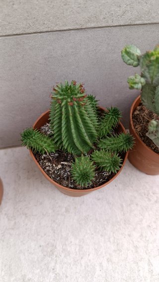 Pack 4 euphorbias