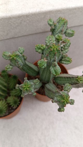 Pack 4 euphorbias
